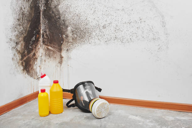 Best Mold Remediation  in Kempner, TX