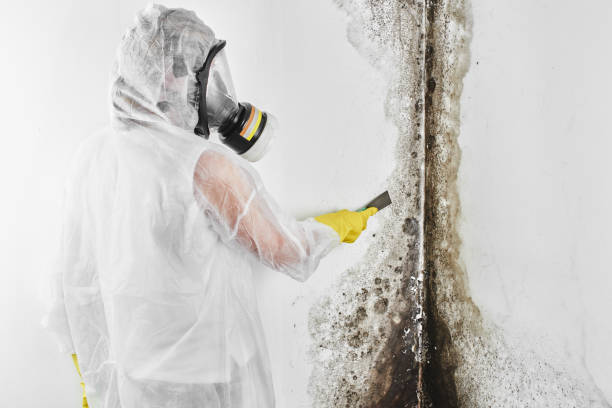 Best Professional Mold Removal  in Kempner, TX