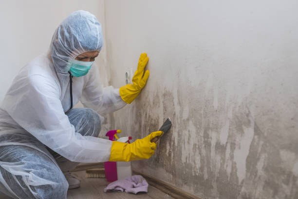 Best Emergency Mold Removal  in Kempner, TX