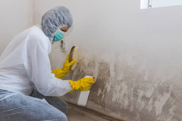 Best Certified Mold Removal  in Kempner, TX