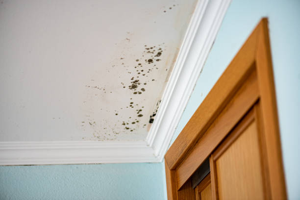 Best Professional Mold Removal  in Kempner, TX