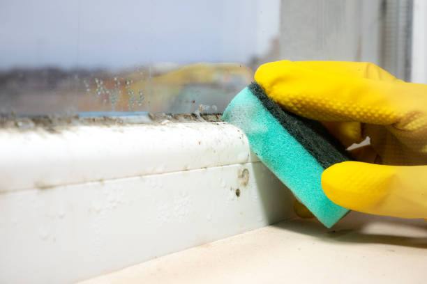 Best Commercial Mold Removal  in Kempner, TX