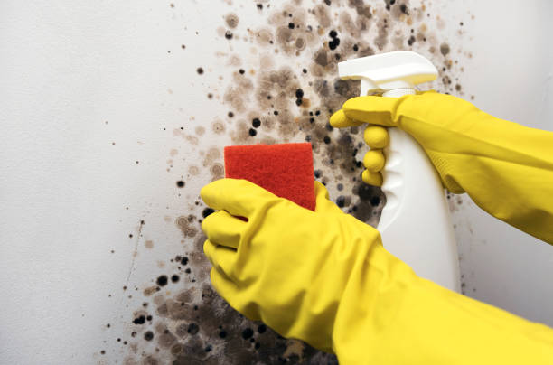 Best Best Mold Removal Companies  in Kempner, TX