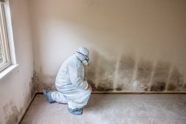 Best Mold Removal Company Near Me  in Kempner, TX