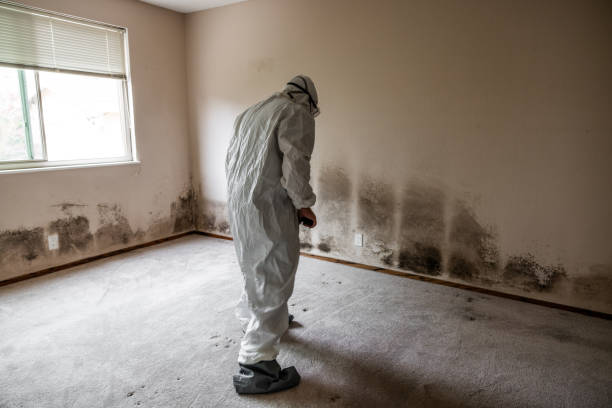 Mold Testing and Removal in Kempner, TX