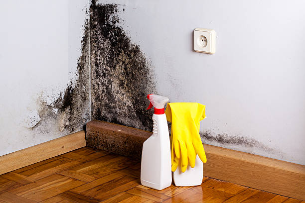 Best Professional Mold Removal  in Kempner, TX