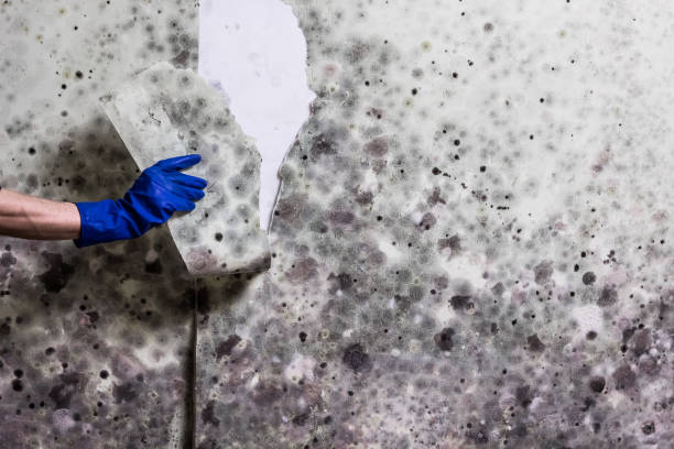 Best Mold Remediation Services  in Kempner, TX