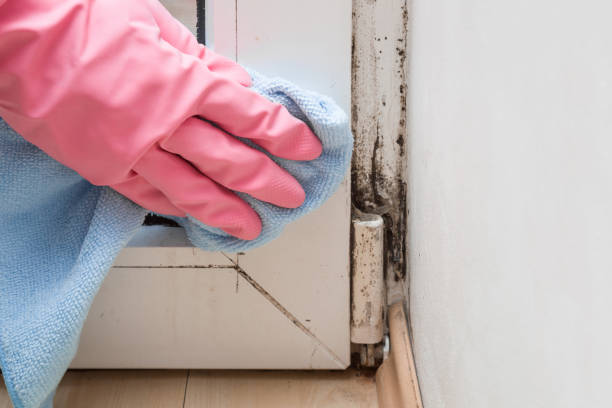 Best Office Mold Removal Services  in Kempner, TX