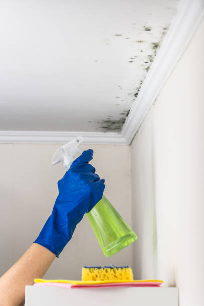 Best Mold Testing and Removal  in Kempner, TX